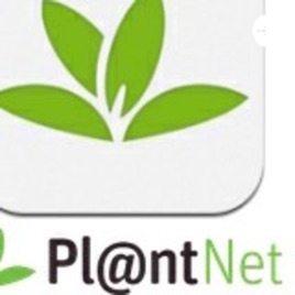 PlantaNet - Todo Sobre Las Plantas Medicinales 🍃