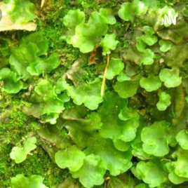 Plantas Hepáticas