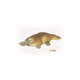 Pletsus