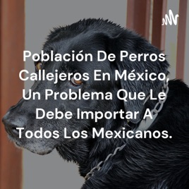 Población De Perros Callejeros En México, Un Problema Que Le Debe Importar A Todos Los Mexicanos.