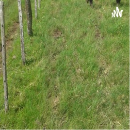 Pod Pecuária a pasto- Planejamento Forrageiro