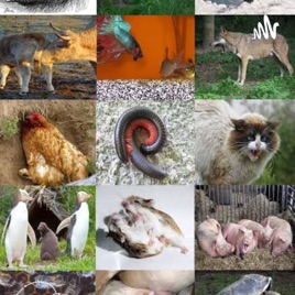 Podcast Animaaal - Comportamento Animal