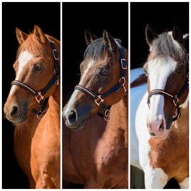 Ponytalk