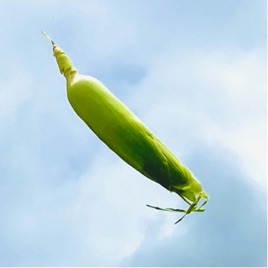 PopCornSandwich