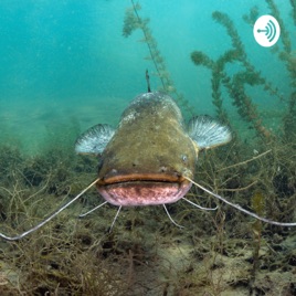 Procedures for baking catfish