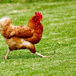 Proud hen