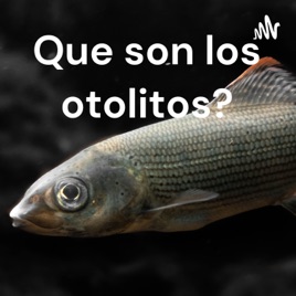 Que son los otolitos?