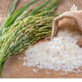 Rice Making Podcast