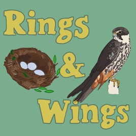 Rings & Wings