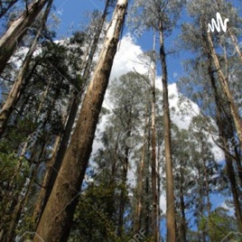 O Bosque