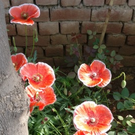 Roohana