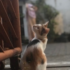 Sahabat Malam