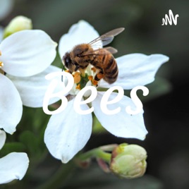 Bees