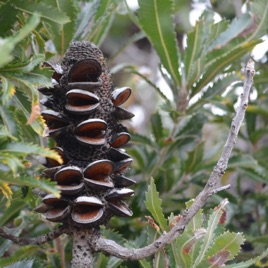 SeedPod Productions