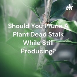 Should You Prune A Plant Dead Stalk While Still Producing?