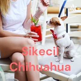 Sikecil Chihuahua