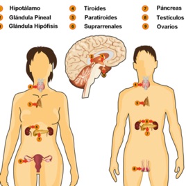 Sistema endocrino