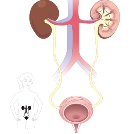 Sistema Excretor