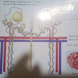 Sistema Excretor