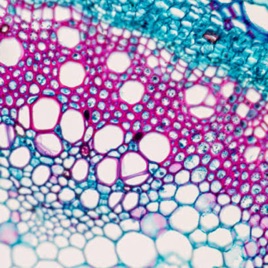 Sistemas da anatomia vegetal