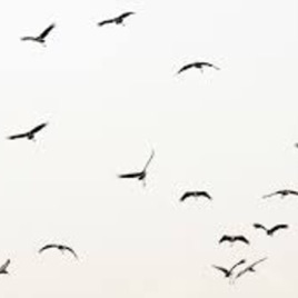 Small Black Birds