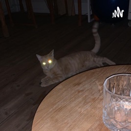 Snakken