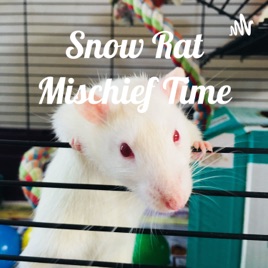Snow Rat Mischief Time