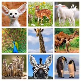 Animal Info