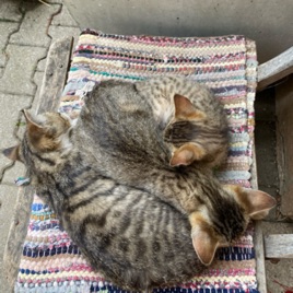 Spaß mit Katzen und Kaninchen