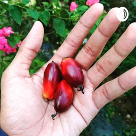 Suara Kebun