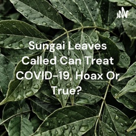 Sungai Leaves Called Can Treat COVID-19, Hoax Or True?