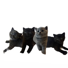 Swiss Meow-Cast