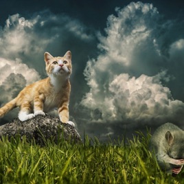 Tale Teller Club™