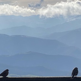 Travels with my Friends