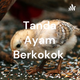 Tanda Ayam Berkokok