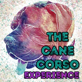 The Cane Corso Experience