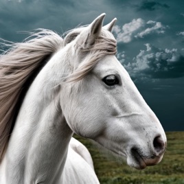 The Elaine Heney Horse & Pony Audiobook Podcast