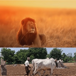The Lion and the Ox:  Two Modes of Jewish Leadership