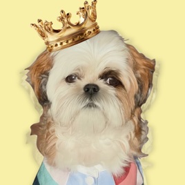 The ShihtZ Show