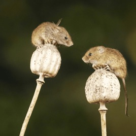 The Town Mouse And The Country Mouse