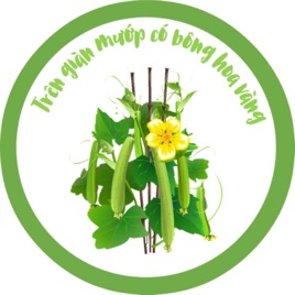 Trên giàn mướp có bông hoa vàng