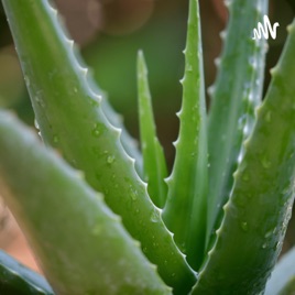 Uses Of Alovera And It's Effects