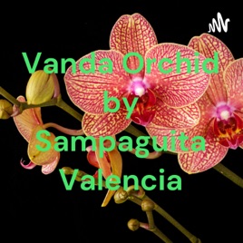 Vanda Orchid by Sampaguita Valencia