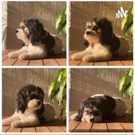 Bailey’s Journey