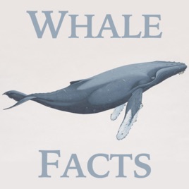 Whale Facts