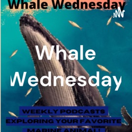 Whale Wednesday