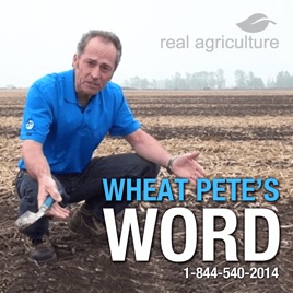 Wheat Pete's Word – RealAgriculture