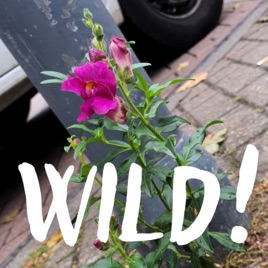 Wild!