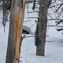 Wilderness Soundscapes